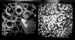circles